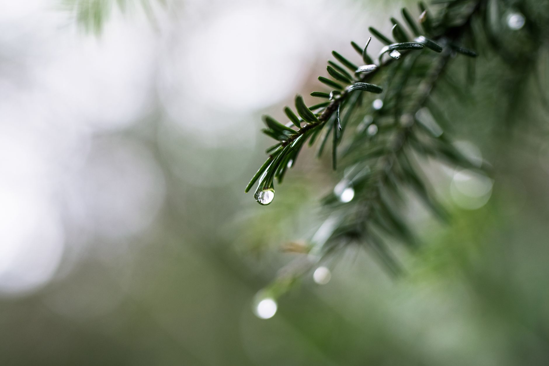 evergreen content ideas for small business website, photo by Lum3n